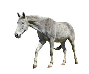 Obraz premium Horse isolated on a white background