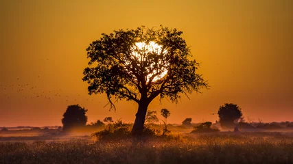 Foto op Aluminium Tree at Sunset in Botswana. Okavango Delta. Africa © gudkovandrey