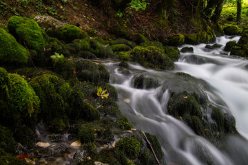 Fototapeta premium stream in the forest