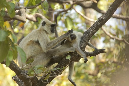 Langur monkey - Semnopithecus entellus, Satpura National Park, Madhya Pradesh India