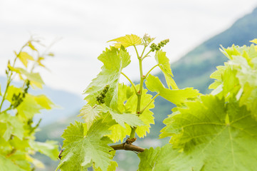 Algund, Algunder Waalweg, Waalweg, Weinberg, Junge Rebe, Weinbl&auml;tter, Rebberg, Vinschgau, S&uuml;dtirol, Wanderweg, Fr&uuml;hling, Italien