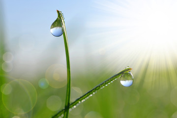 Fresh green grass with dew drops closeup. Soft focus. Nature Background