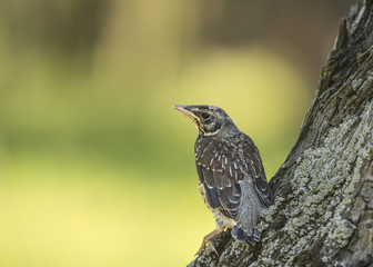 Drozd kwiczoł © arek0michalak