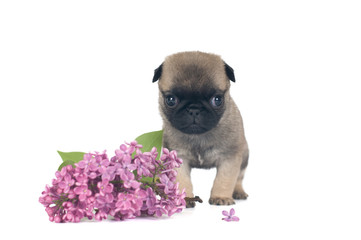 One month pug puppy