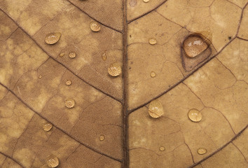 Fototapeta premium autumn leaves texture and water drop for background.