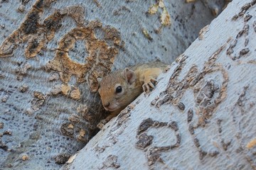 Baumhörnchen im Etosha Nationalpark © anni94