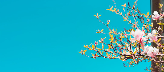 branches of magnolia blossoms against the blue sky, blurred background banner for web site