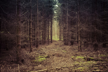 Waldstück