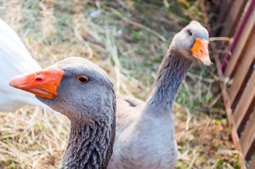 Two gray geese looking into camera