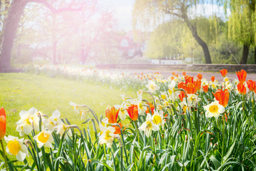 flowerbed with colorful flowers in the city park, creating a soft background with sunlight
