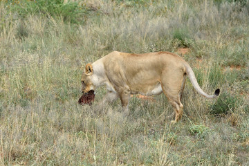 Lioness, Namibia, Africa