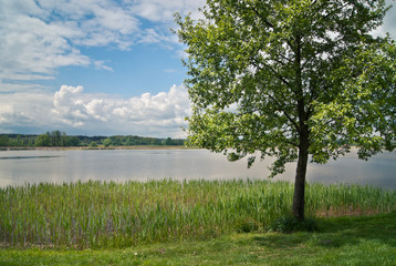Drzewo i jezioro