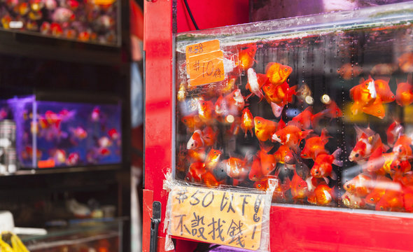 Fish in tank, fish market, Mong Kok, Hong Kong, China