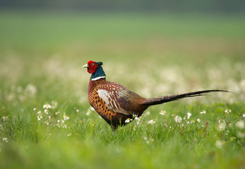 Ringneck Pheasant (Phasianus colchicus)