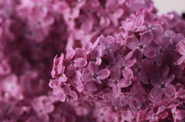 lilac