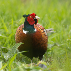 Ringneck Pheasant (Phasianus colchicus)