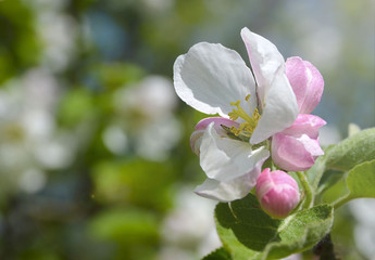 Flowers of apple tree in the spring day close up. Selective focus.