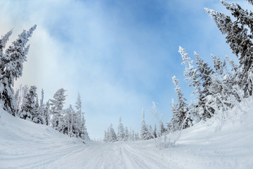 Snowmobile road between beautiful snowy fir trees at winter season
