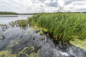 Fototapeta na wymiar Swamp water with green reed