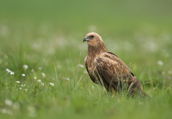 Marsh harrier (Circus aeruginosus) in spring scenery