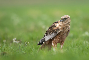 Marsh harrier (Circus aeruginosus) in spring scenery