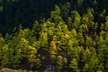 Pine trees in autumn