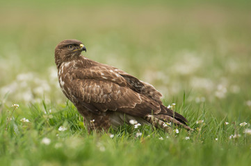 Common buzzard