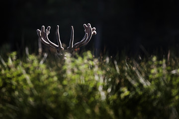 cerf bois tête caché affût rencontre sauvage nature roi forê