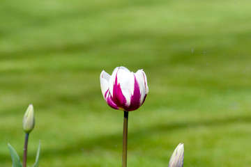 Early spring tulip (tulipa) flower