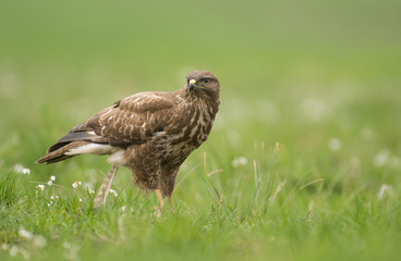 Common buzzard