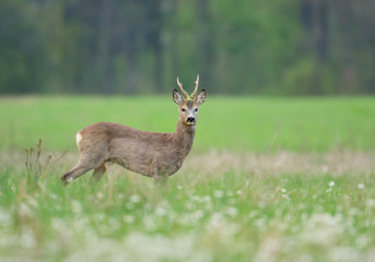 roe deer