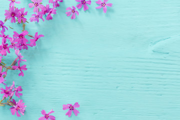 flowers on a blue wooden background