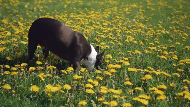 Boston Terrier Puppy Sniffing Dandelion Flowers in Grass Field