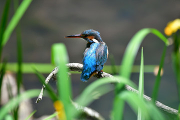 黄菖蒲とカワセミ
