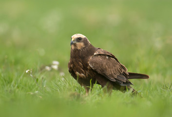 Marsh harrier (Circus aeruginosus) in spring scenery