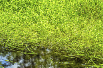 Wetland Conservation