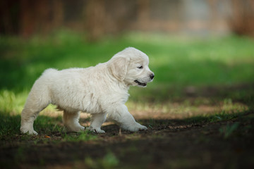Little puppy Golden retriever
