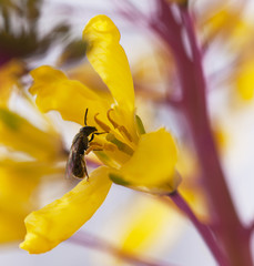 Bee on yellow flower.