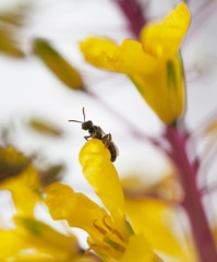 Bee on yellow flower.