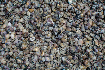 Shells on the sand beach