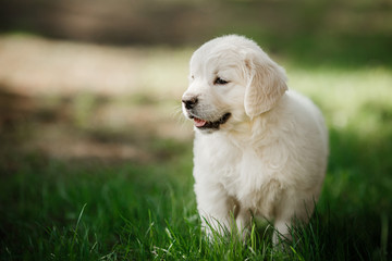 Little puppy Golden retriever