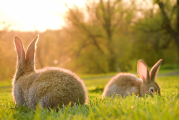 two gray rabbits on a green sunshine lawn.