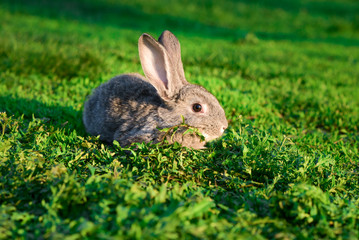 grey rabbit on a green lawn.