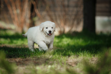 Little puppy Golden retriever
