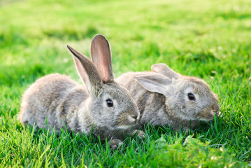 two grey rabbits in green grass outdoor