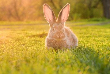 Cute baby rabbit on a green lawn sunshine.