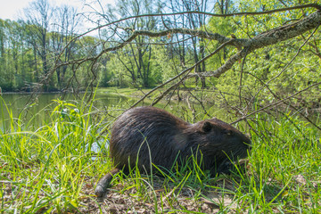 Нутрия кушает хлеб