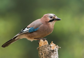Eurasian jay (Garrulus glandarius)