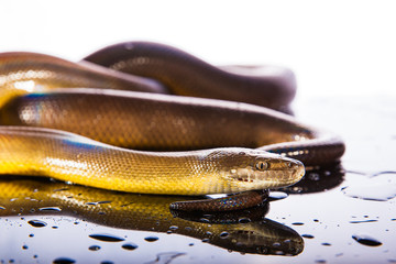 Single Rainbow Serpent Water Python - Liasis fuscus - isolated o