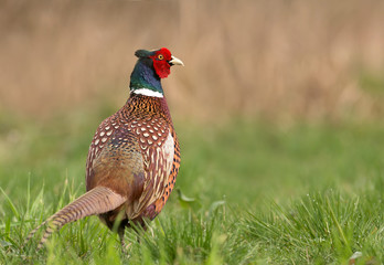 Ringneck Pheasant (Phasianus colchicus)